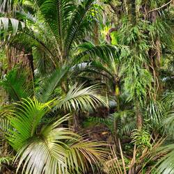La jungle... Le sentiment d'être un explorateur d'un autre temps!