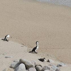 Des cormorans, dans des positions parfois atypiques