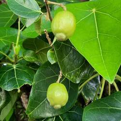 Si quelqu'un sait ce que c'est...