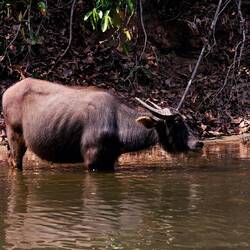 So mächtig diese Viecher. Auch oft mitten in der Straße anzutreffen.