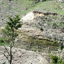 Überall wurde viel Holz geschlagen