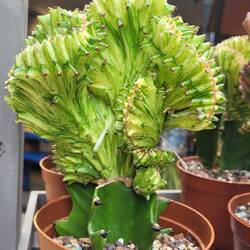 Alien succulent
