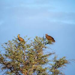 Cape Vulture & Lappet-faced Vulture (oder auch Geier)