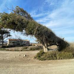 Woher wohl der Wind weht