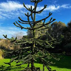 Chilean Monkey tree -Araucariaceae, which also includes the Norfolk Island & Bunya-bunya