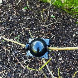Propagating-Making roots on a fig tree