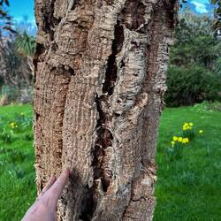 Cork oak