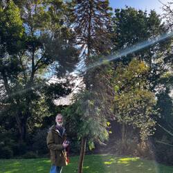 The tree that grows in Australia as old as the dinosaurs called a Wollemi Pine