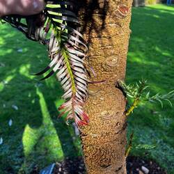 Love the bark of Wollemi Pine