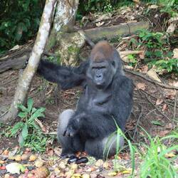 Er bekommt Ananas und Aubergine