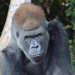 ...meinen ersten westlichen Flachlandgorilla