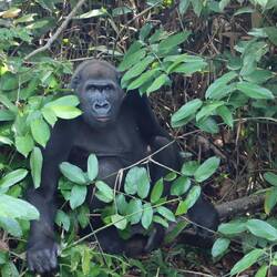 Auf einer anderen Insel gibt es ein jüngeres Männchen