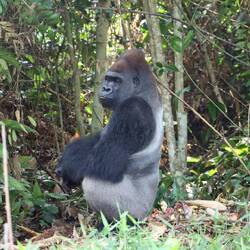 Auch hier gibt es einen Silberrücken
