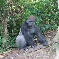 Am morgen sehe ich ihn...