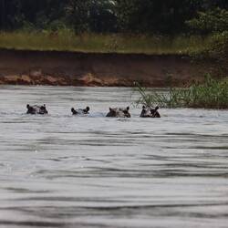 Auf dem Rückweg sehen wir eine Gruppe Flusspferde