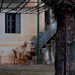 Die alte Frau am Zaun war superfreundlich zu uns und zu ihren Ziegen