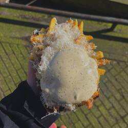 Die besten Pommes die ich je hatte!!!