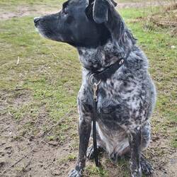 Frodo wagt noch einen Blick zurück.