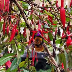 buschartige Fuchsien mit dicker oranger Hummel