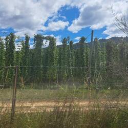 And quite a number of hops farms as well.