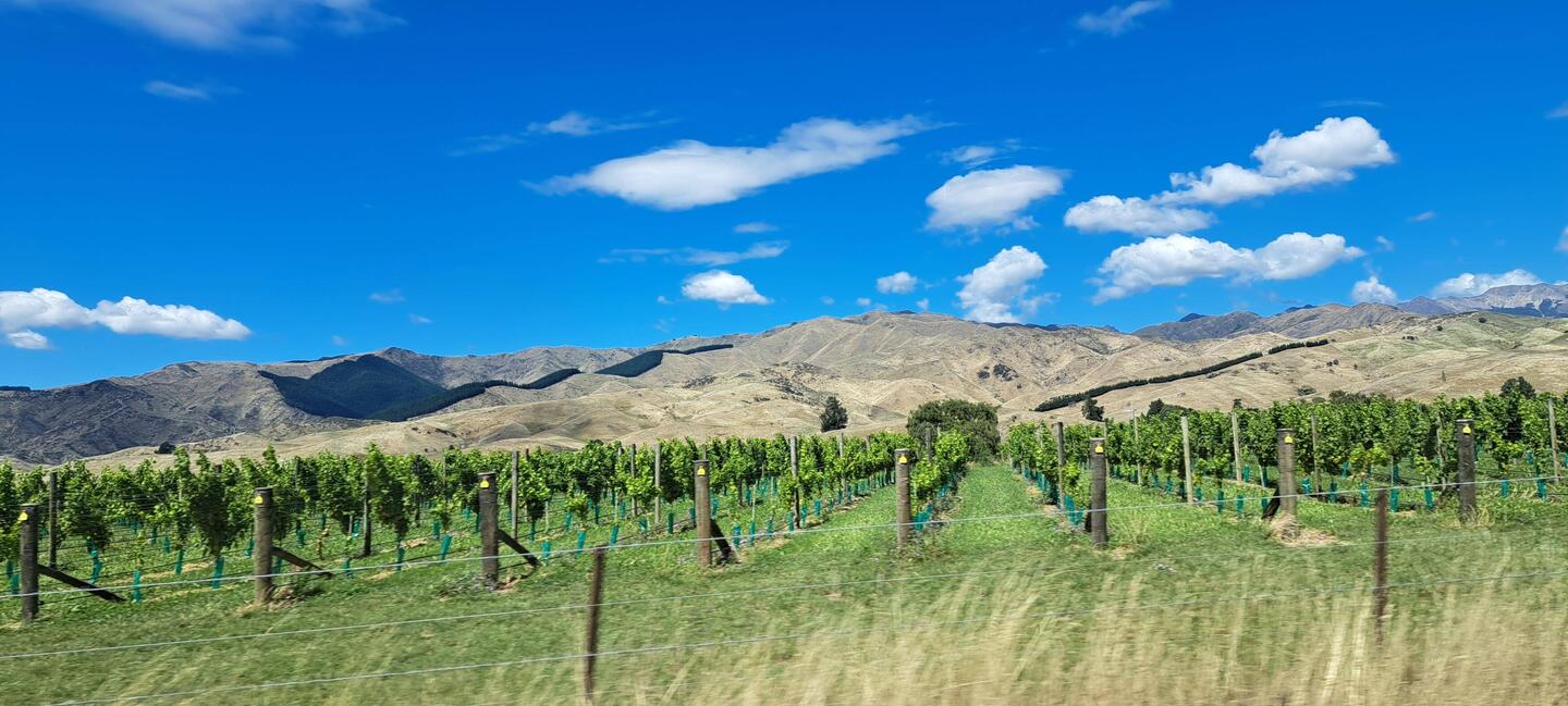 Not surprisingly, there were tons of vineyards.