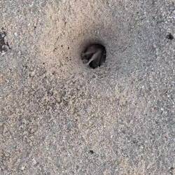 Das Rauschen ist das Meer...