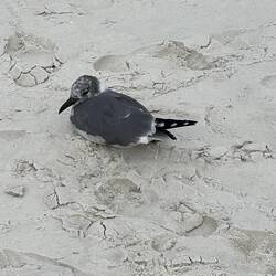 Young seagull resting on the beach