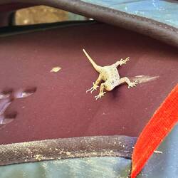 Weiblicher Gekko