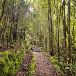 Heaphy Track moussu