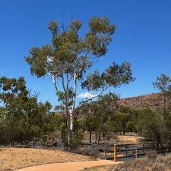 Ghost gum tree