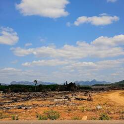 Platz machen für neue Plantagen 🔥
