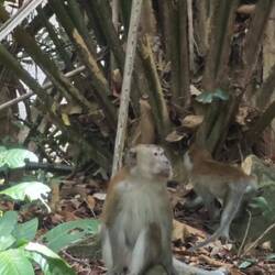 Langschwanzmakak, Javaneraffe oder Krabbenesser