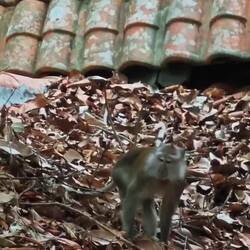 Langschwanzmakak, Javaneraffe oder Krabbenesser