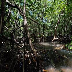 Berjaya Langkawi Resort / Mangroven