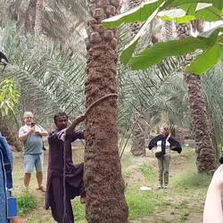 In der Oase dürfen wir Datteln kosten