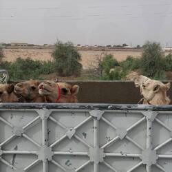 Die haben kein Glück, es geht zum Schlachter 😓