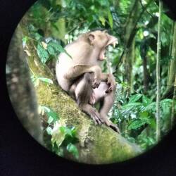 Macaque money having a yawn