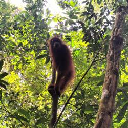 Orangutan means 'man of the forest' in Bahasa