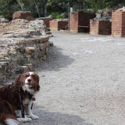 Gladiator Manfredo Maximus