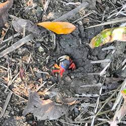 Landkrabben, bewohnen den Mangroven Wald und sind überall zu sehen...