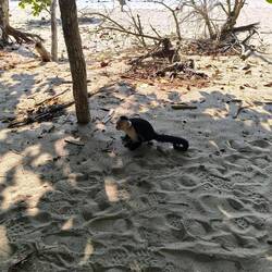 Der muss eben auch Mal die grüne Mango loswerden... Da stören auch die vielen Touris nicht .