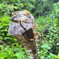 Die fanden wir gut anzusehen, haben sie aber nicht probiert...