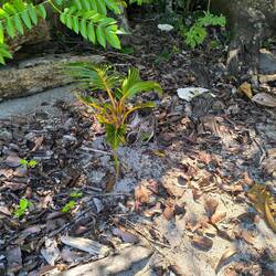 Fällt runter, wächst an!!! Krass!