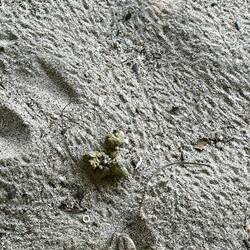 Das kommt dann eben raus, bei dem grünen Futter!