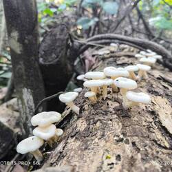 Schon wieder Pilze, aber die helfen natürlich beim erneuern...