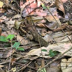 Das ist ein Vogel!! Bodenbrüter