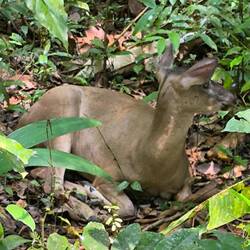 Das ist echt!!! Ein Reh, eher eine Hirschkuh