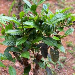 Auch Tee wird in diesem Klima angebaut