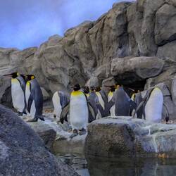 unmengen an Pinguine