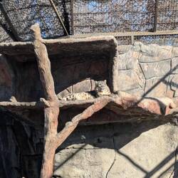 bezaubernder Schneeleopard